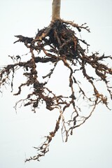 Root-knot disease caused by nematodes in guava

