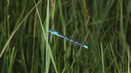 dragonfly on the grass
