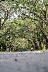 wormsloe plantation, georgia