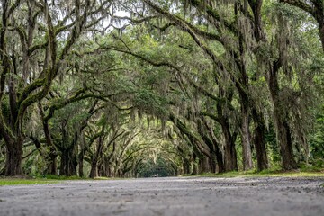wormsloe plantation, georgia