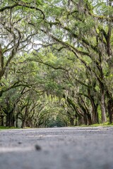 wormsloe plantation, georgia