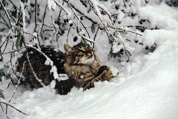 un bel gatto peloso che gioca nella neve