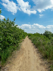 Obraz premium Dirt Road in Summer Forest with Blue Sky and White Clouds