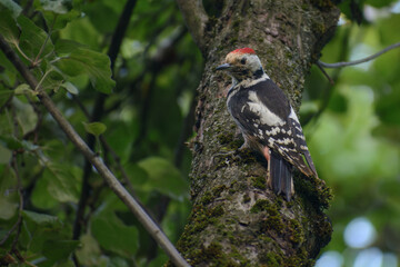 great spotted woodpecker