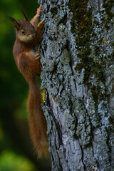 squirrel on a tree