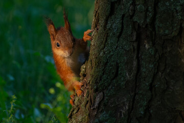 squirrel in the forest
