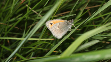 butterfly on grass