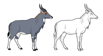 Fototapeta premium Nilgai Antelope Coloring Page Presenting Realistic and Outline Animal Views