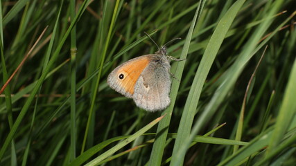 butterfly on grass