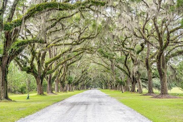 wormsloe plantation, georgia
