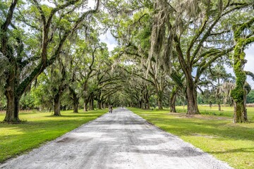 wormsloe plantation, georgia