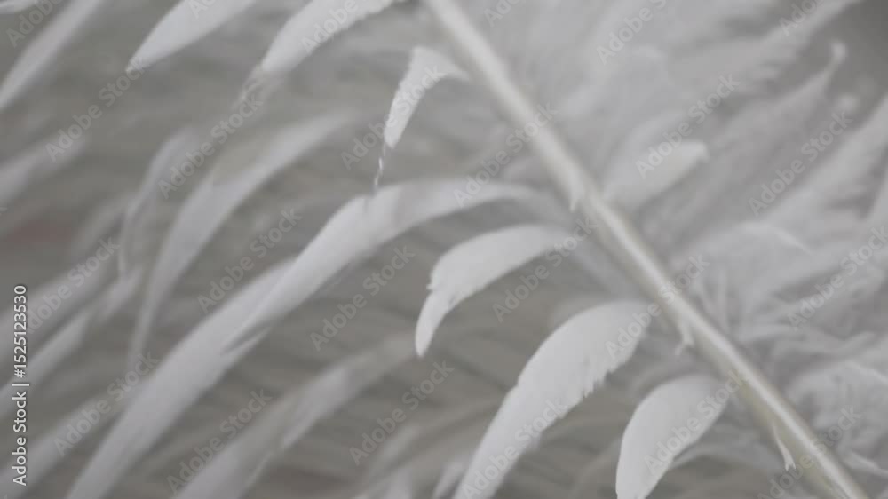 Poster close-up exploration of delicate fern leaves in soft light revealing intricate details and textures