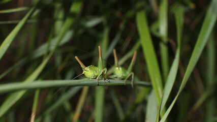 grasshopper on a grass