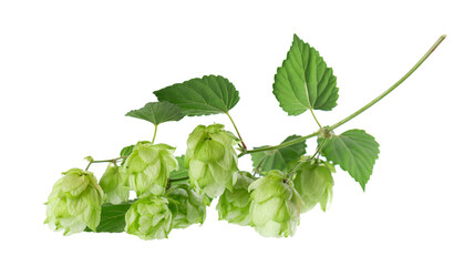 Fresh green hops branch, isolated on a white background. Hop cones with leaf. Organic Hop Flowers....