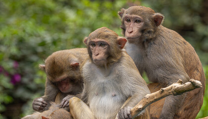 Macaques in nature. Macaques constitute a genus (Macaca) of gregarious monkeys.