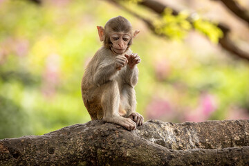 Macaques in nature. Macaques constitute a genus (Macaca) of gregarious monkeys.