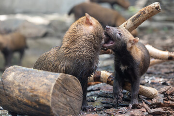 Bush dog (Speothos venaticus) in nature. Bush dogs are found from Panama in Central America, through much of South America.