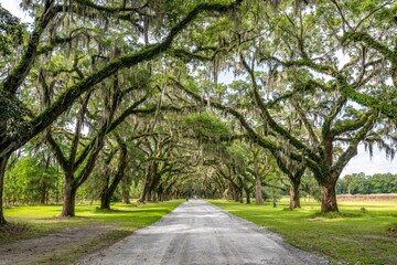 wormsloe historic site, savannah, georgia
