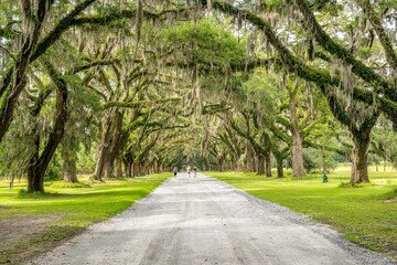 wormsloe historic site, savannah, georgia