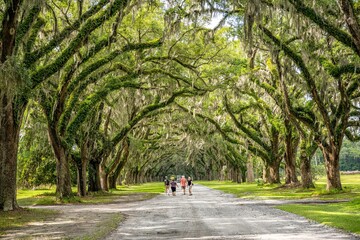 wormsloe historic site, savannah, georgia