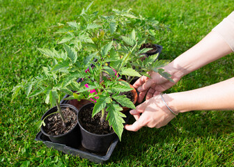 Woman takes young tomato seedlings, close-up