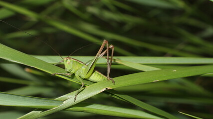 grasshopper on the grass