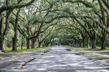 wormsloe historic site, savannah, georgia