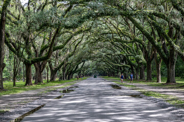 wormsloe historic site, savannah, georgia