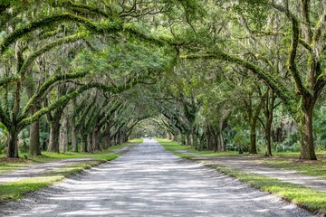 wormsloe historic site, savannah, georgia