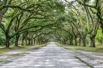 wormsloe historic site, savannah, georgia