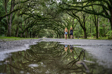 wormsloe historic site, savannah, georgia