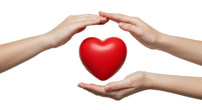 Heart health care protection love and support hands holding red heart cardiology medical concept on a transparent background