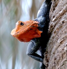 close up of a lizard, Florida