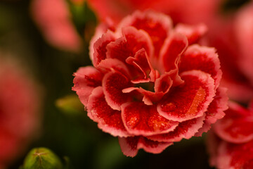 red rose flower