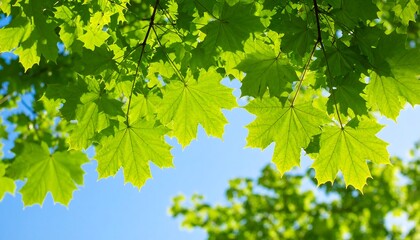 Spring Maple Leaves with Blue Sky.