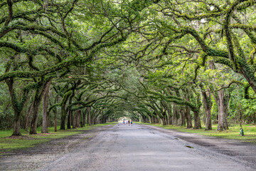 wormsloe historic site, savannah, georgia