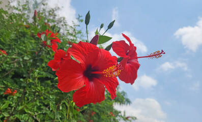 Red blooming hibiscus varieties, offer stunning, large red flowers, ideal for vibrant garden displays and attracting pollinators