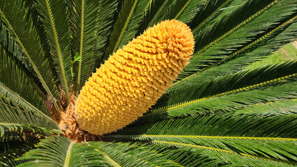 Yellow male cone of Sago Palm (Cycas revoluta) spreading pollens for reproduction in June as a beautiful tropical background