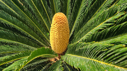 Yellow male cone of Sago Palm (Cycas revoluta) spreading pollens for reproduction in June as a beautiful tropical background