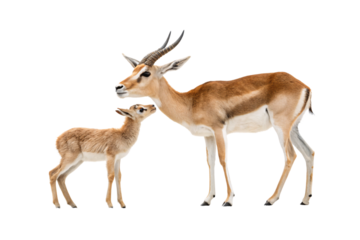 Male antelope with twisted horns positioned next to small brown fawn looking upward toward parent, isolated on a transparent background