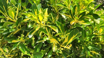 Fresh Leaves of Japanese Spindle (Euonymus japonicus), a versatile evergreen shrub with glossy, dark green leaves, often variegated, used for hedging, screening, and as an ornamental accent in gardens