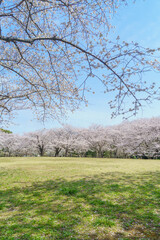 日本の風景【千葉県千葉市】春の桜咲く青葉の森公園・おはなみ広場