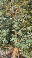 Ficus rubiginosa, the Illawarra Fig, is a large, evergreen Australian tree known for its glossy, rust-colored undersides on leaves, aerial roots, and significant shade provision