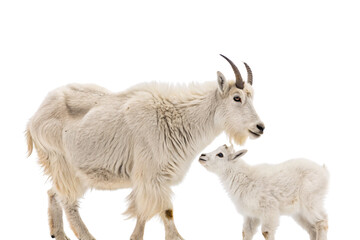 Obraz premium Fluffy white adult goat with small curved horns standing protectively near white baby goat kid, isolated on a transparent background