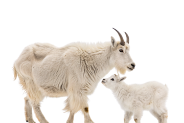 Fluffy white adult goat with small curved horns standing protectively near white baby goat kid, isolated on a transparent background