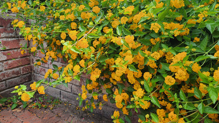 A vibrant, heat-loving shrub, yellow blooming Lantana camara attracts pollinators with its aromatic, clustered flowers, thriving in full sun and well-drained soil.