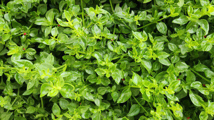 Bright Green Leaves of Baby Sun Rose, (Mesembryanthemum lancifolium) a succulent, groundcover, trailing, spreading plant