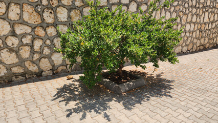 Myrtus communis, the Myrtle bush, is an aromatic evergreen shrub with glossy leaves, fragrant white flowers, and purplish-black berries, iconic in Mediterranean landscapes.