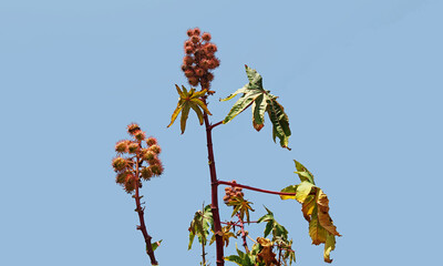 Ricinus communis, the Castor Oil Plant, is a fast-growing, tropical perennial with large, palmate leaves and spiky seed pods, famous for castor oil but highly toxic due to ricin.