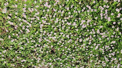 As a nature background, Phyla nodiflora, or Frogfruit, is a low-growing groundcover with small white-to-pink flowers, highly beneficial for pollinators and excellent for drought-tolerant landscapes